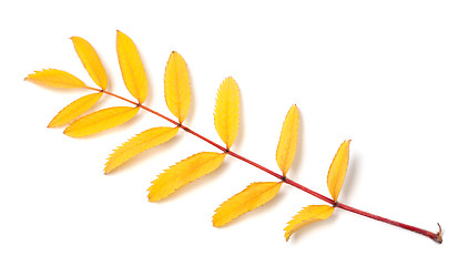 Image showing Yellow autumn rowan leaf