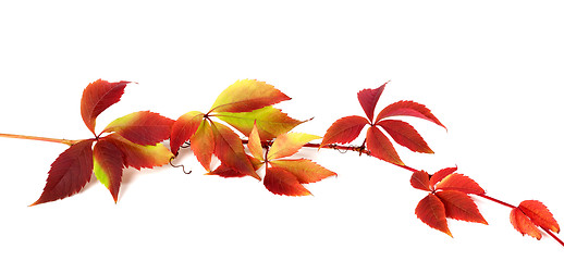 Image showing Red autumn branch of grapes leaves