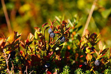 Image showing Wild blueberries