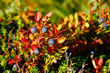 Image showing Wild blueberries