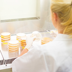 Image showing Life science researcher grafting bacteria.