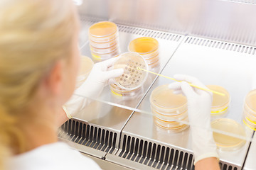 Image showing Life science researcher grafting bacteria.