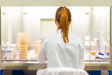 Image showing Life scientist researching in the laboratory.