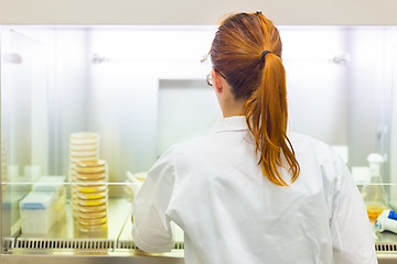 Image showing Life scientist researching in the laboratory.