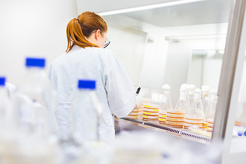 Image showing Life scientist researching in the laboratory.