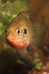 Image showing Jewel cichlid, fighting face of the female. Hemichromis bimaculatus.