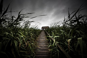 Image showing Wooden path trough the reed