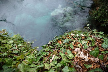 Image showing Creeping ivy on the ground outdoors