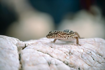 Image showing Gecko lizard on rocks 