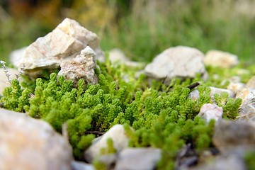 Image showing Green moss on tree trunk