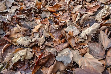 Image showing Colorful background of autumn leaves