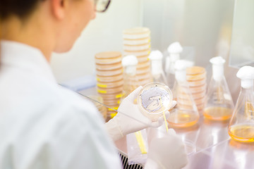 Image showing Life science researcher grafting bacteria.