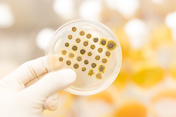 Image showing Fungi grown on agar plate.