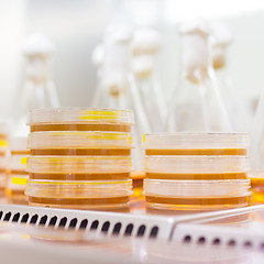 Image showing Petri dish in laminar flow