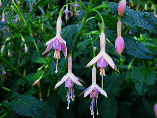 Image showing Hummingbird Fuchsia Flowers