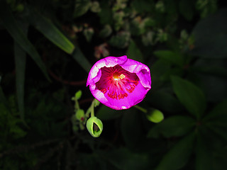 Image showing Rock Purslane Flower
