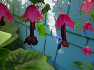 Image showing Purple Bell Vine Flowers