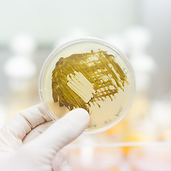 Image showing Fungi grown on agar plate.