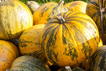 Image showing Oil Lady Godiva cucurbita pumpkin pumpkins from autumn harvest 