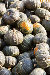 Image showing Green Grüner Hokkaido cucurbita pumpkin pumpkins from autumn ha