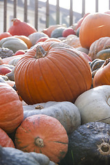 Image showing Different maxima and pepo cucurbita pumpkin pumpkins from autumn