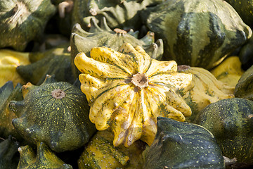 Image showing Krönli Teufelskralle devils cucurbita pumpkin pumpkins from aut