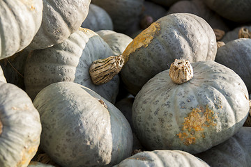 Image showing Blue blauer Hokkaido cucurbita pumpkin pumpkins from autumn harv