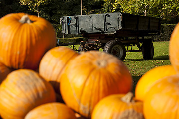 Image showing Halloween big Halloween cucurbita pumpkin pumpkins from autumn h