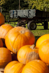 Image showing Halloween big Halloween cucurbita pumpkin pumpkins from autumn h