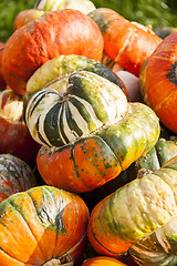 Image showing Bischofsmütze Turk Turban cucurbita pumpkin pumpkins from autum