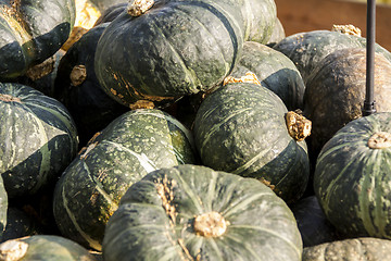 Image showing Green Grüner Hokkaido cucurbita pumpkin pumpkins from autumn ha