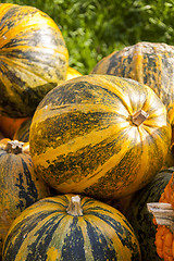 Image showing Oil Lady Godiva cucurbita pumpkin pumpkins from autumn harvest 