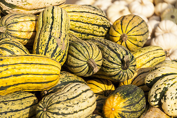 Image showing Delicata sweet Potato cucurbita pumpkin pumpkins from autumn har