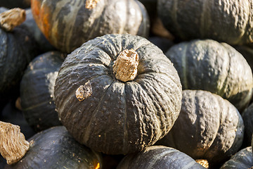 Image showing Green Grüner Hokkaido cucurbita pumpkin pumpkins from autumn ha