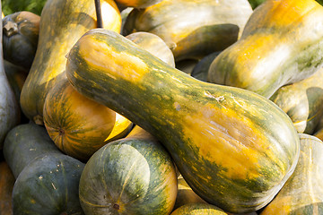 Image showing Sonca cucurbita pumpkin pumpkins from autumn harvest