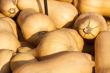 Image showing Butternut Butternuss cucurbita pumpkin pumpkins from autumn harv