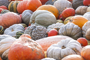 Image showing Different maxima and pepo cucurbita pumpkin pumpkins from autumn