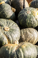 Image showing Green Grüner Hokkaido cucurbita pumpkin pumpkins from autumn ha