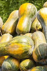 Image showing Sonca cucurbita pumpkin pumpkins from autumn harvest