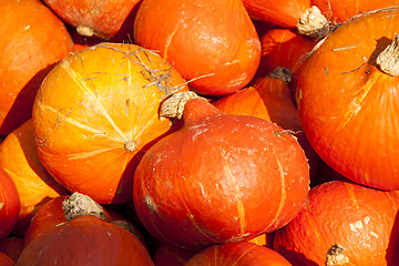 Image showing red roter Hokkaido cucurbita pumpkin pumpkins from autumn harves