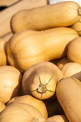 Image showing Butternut Butternuss cucurbita pumpkin pumpkins from autumn harv