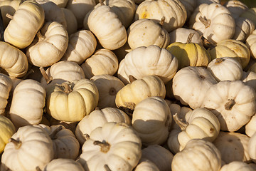 Image showing Baby Boo White Mandarin cucurbita pumpkin pumpkins from autumn h