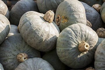 Image showing Blue blauer Hokkaido cucurbita pumpkin pumpkins from autumn harv