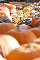 Image showing Different maxima and pepo cucurbita pumpkin pumpkins from autumn