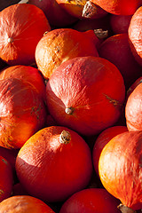 Image showing red roter Hokkaido cucurbita pumpkin pumpkins from autumn harves