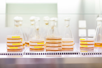 Image showing Petri dish and Erlenmeyer flask.