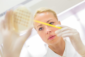 Image showing Scientist observing petri dish.