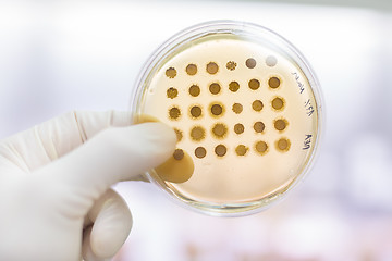 Image showing Fungi grown on agar plate.