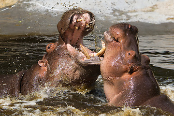 Image showing Two fighting hippos (Hippopotamus amphibius)