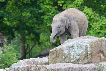 Image showing Happy baby elephant